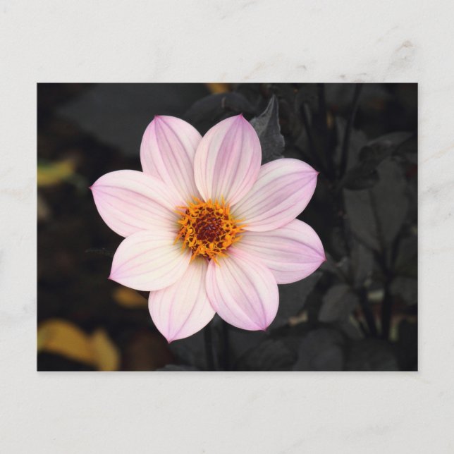 Cartão Postal Dália Rosa (Frente)