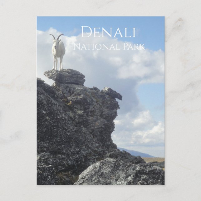 Cartão Postal Dall Sheep Atop Mount Wright, Denali NP, Alaska (Frente)