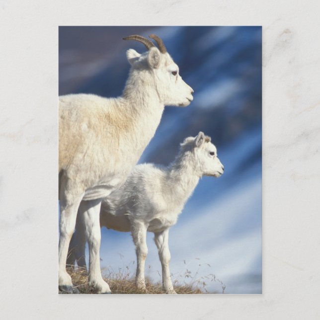 Cartão Postal dall sheep, Ovis dalli, ewe and lamb on a (Frente)