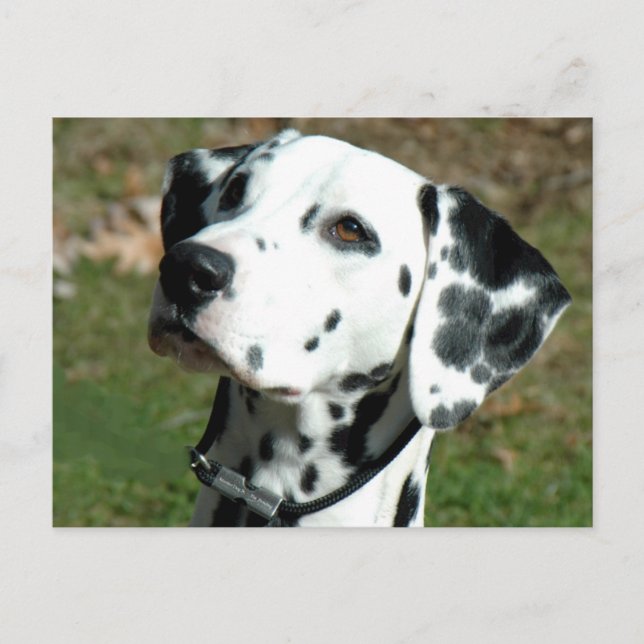 Cartão Postal dalmata.png (Frente)