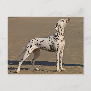 Cartão Postal dalmatian-full.png