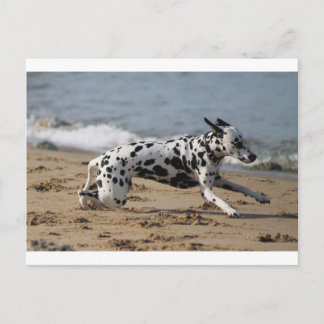 Cartão Postal Dalmation