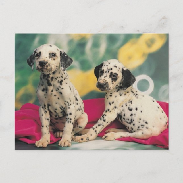 Cartão Postal Dalmation Puppies (Frente)