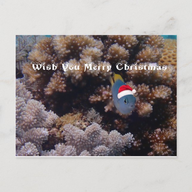 Cartão Postal Damselfish (Frente)