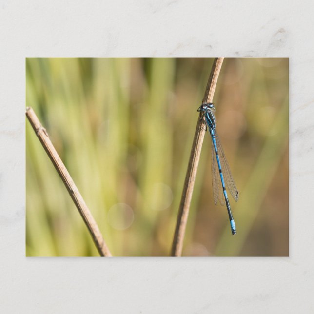 Cartão Postal Damselfly Azul (Frente)