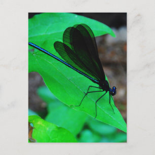 Cartão Postal Damselfly azul em uma folha verde.