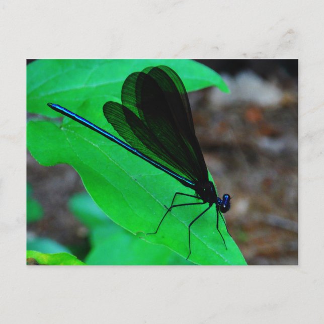 Cartão Postal Damselfly azul em uma folha verde. (Frente)