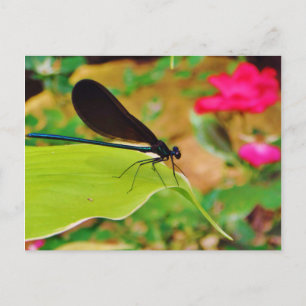 Cartão Postal Damselfly e Rosa