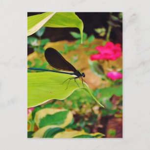 Cartão Postal Damselfly e Rosa