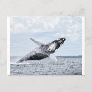 Cartão Postal Dança com baleias 8