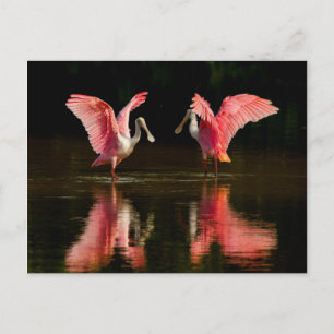 Cartão Postal Dança de Amarração de Colheita Roseada
