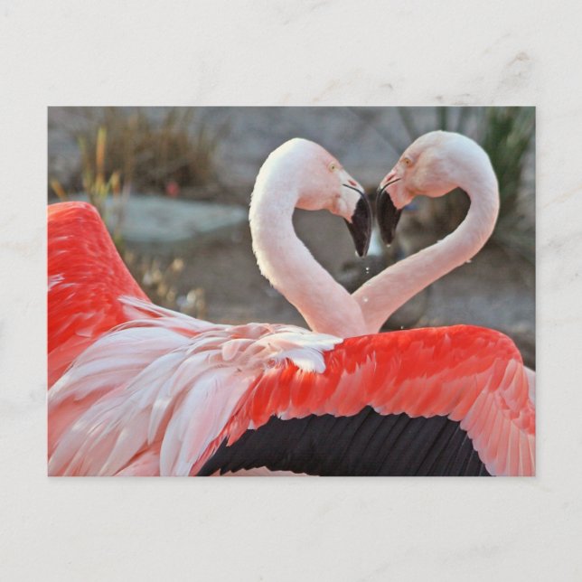 Cartão Postal Dança do Amor (Frente)