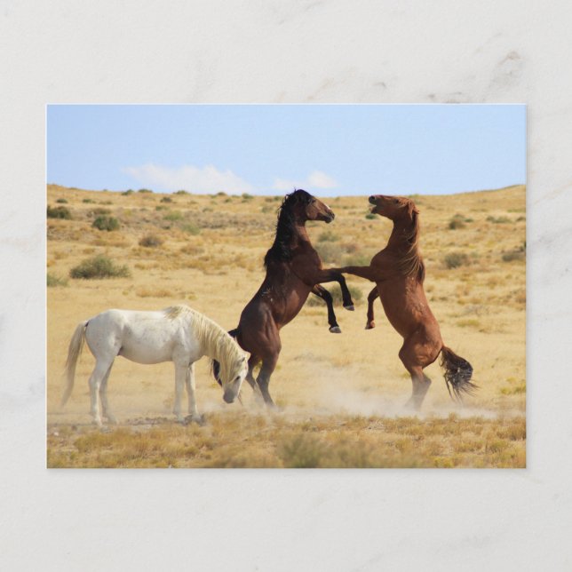 Cartão Postal Dança do Deserto (Frente)