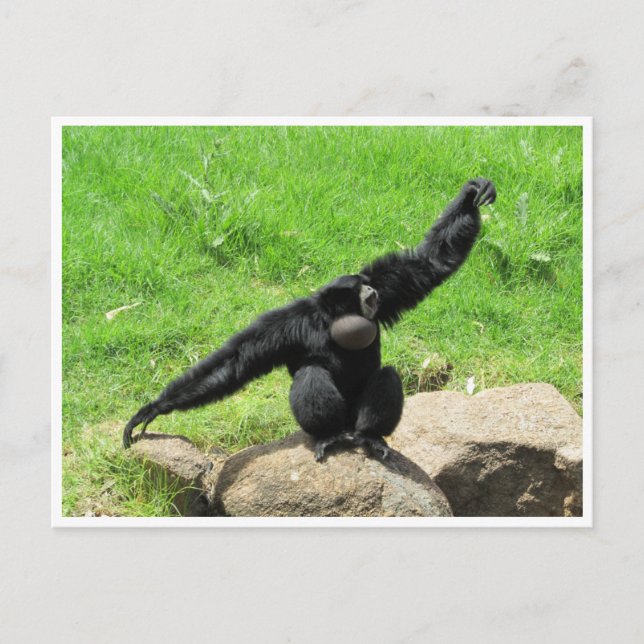 Cartão Postal dança siamang (Frente)