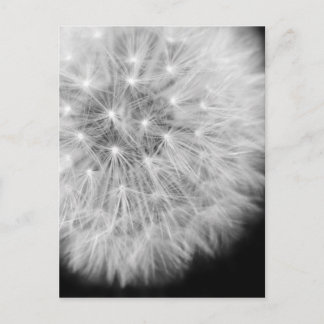 Cartão Postal Dandalion