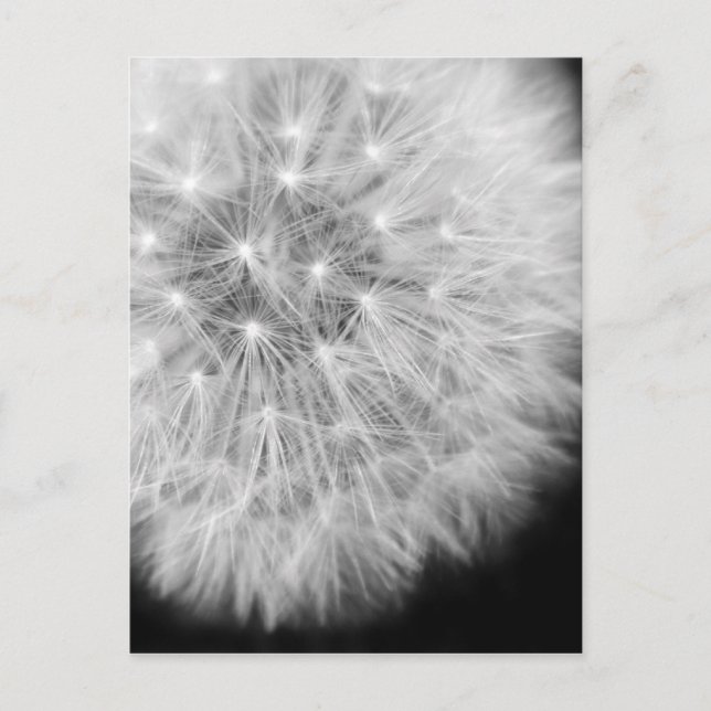 Cartão Postal Dandalion (Frente)