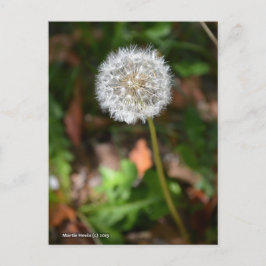 Cartão Postal Dandelion