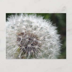 Cartão Postal Dandelion