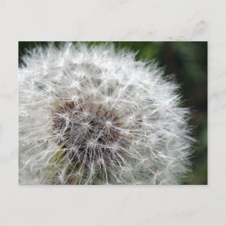Cartão Postal Dandelion