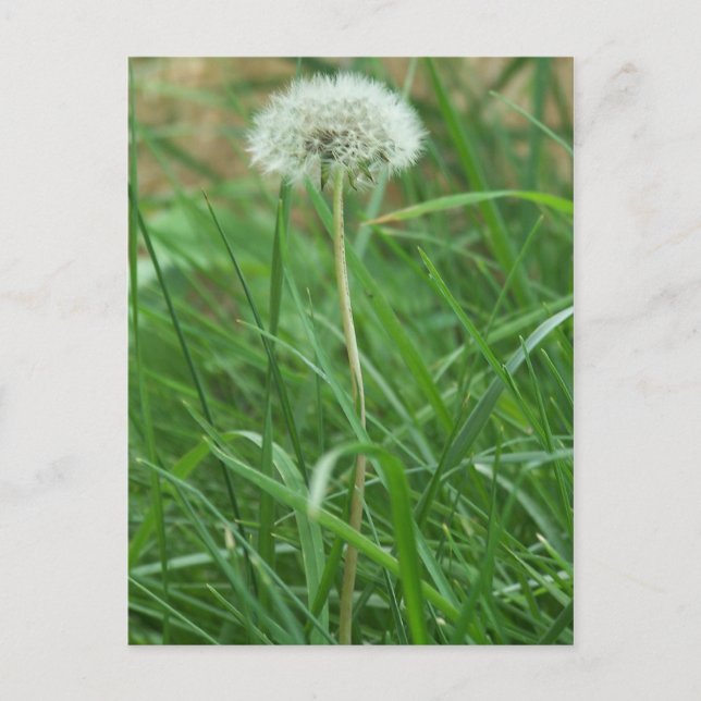 Cartão Postal Dandelion (Frente)