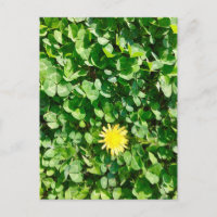 dandelion