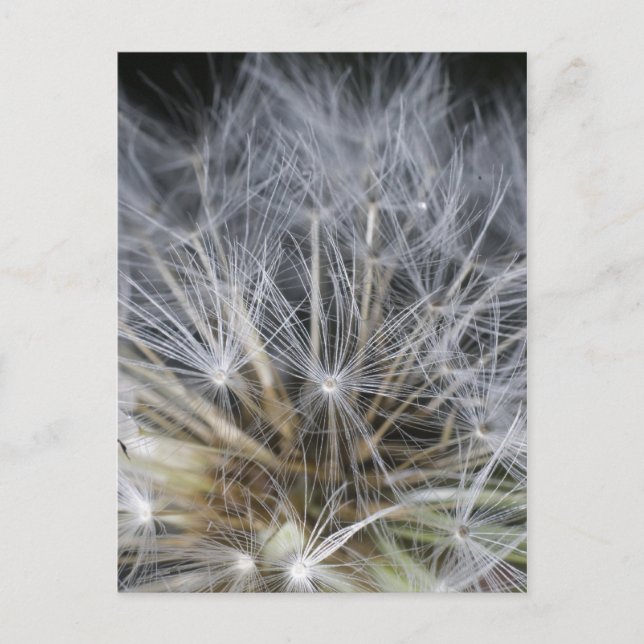 Cartão Postal Dandelion (Frente)