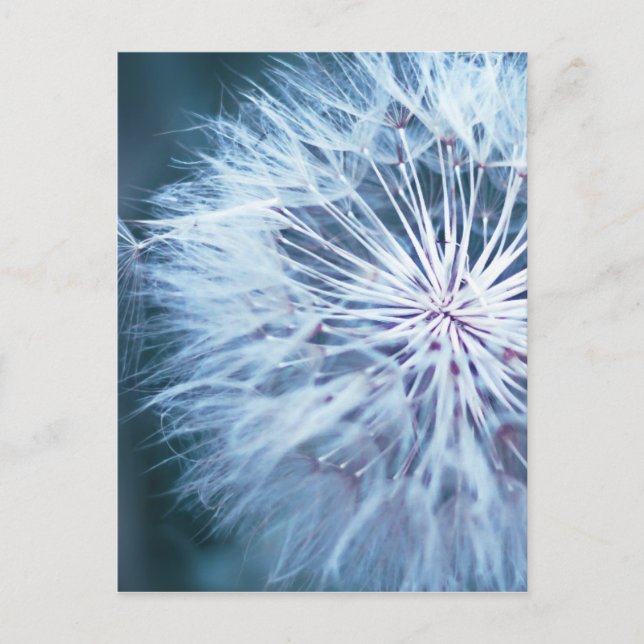 Cartão Postal Dandelion 2 (Frente)