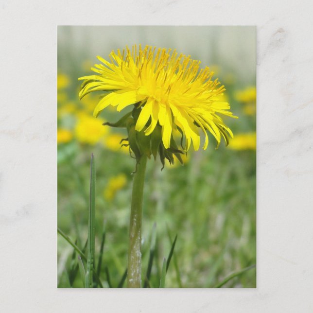 Cartão Postal Dandelion Amarelo (Frente)