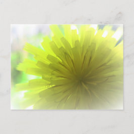 Cartão Postal Dandelion Amarelo Aster de Sol Cheerful