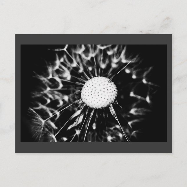 Cartão Postal dandelion blacq (Frente)