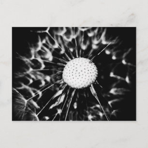 Cartão Postal dandelion blacq