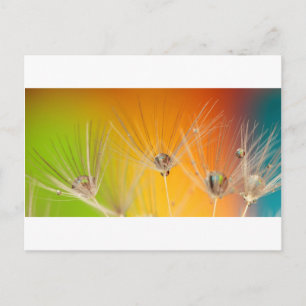 Cartão Postal Dandelion Blossoms Flores Destino Paz Amor Arte