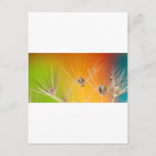Cartão Postal Dandelion Blossoms Flores Destino Paz Amor Arte