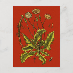 Cartão Postal Dandelion Botanical Illustration