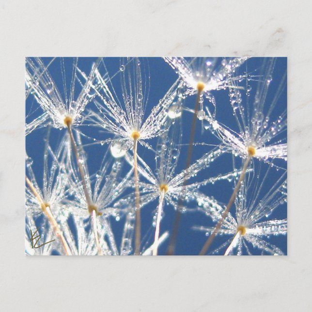 Cartão Postal Dandelion Branco e Azul Pacífico com Vista (Frente)