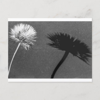 Cartão Postal Dandelion e sombra