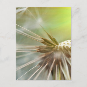 Cartão Postal Dandelion Flower