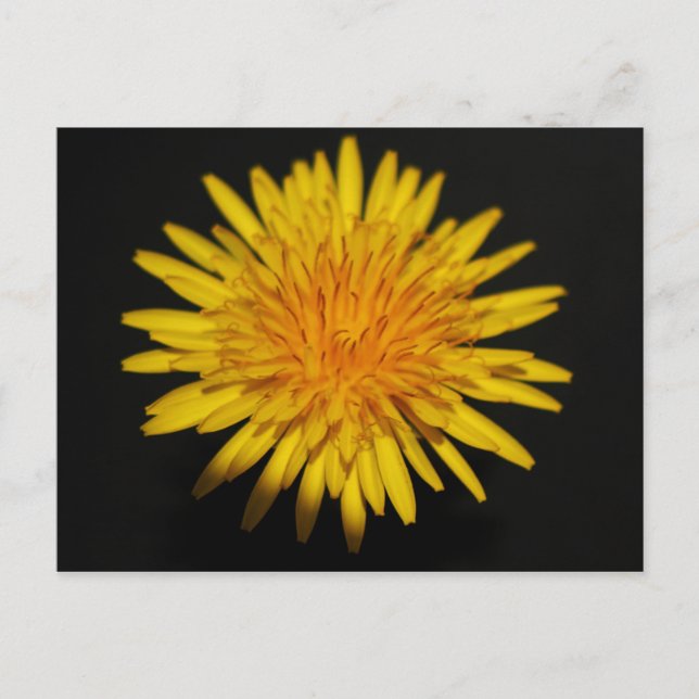 Cartão Postal Dandelion Flower pcna (Frente)
