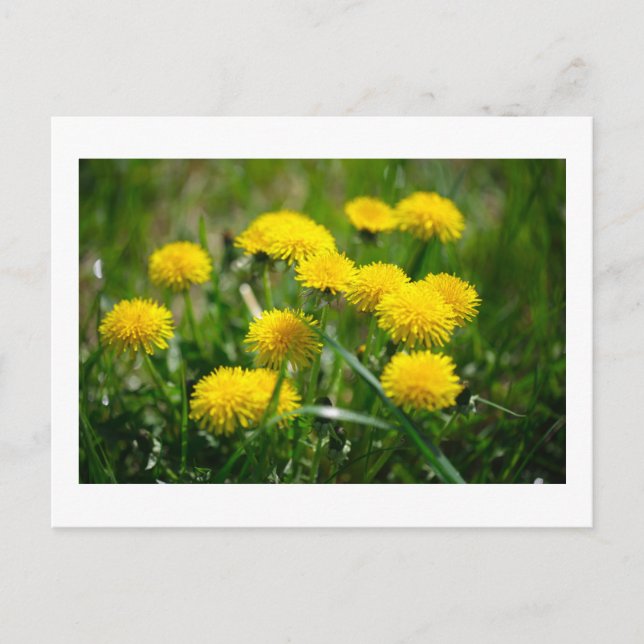 Cartão Postal Dandelion Flowers Dandelions Amarelo Verde (Frente)