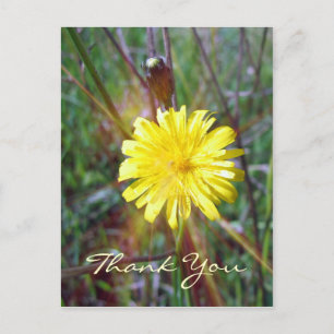 Cartão Postal Dandelion Glow