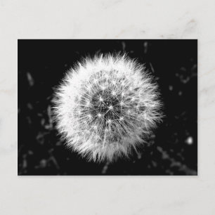 Cartão Postal Dandelion preto e branco
