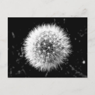 Cartão Postal Dandelion preto e branco