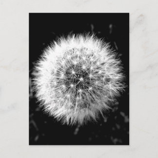 Cartão Postal Dandelion preto e branco