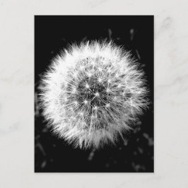Cartão Postal Dandelion preto e branco