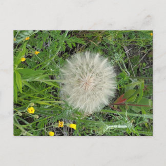 Cartão Postal Dandelion Puff
