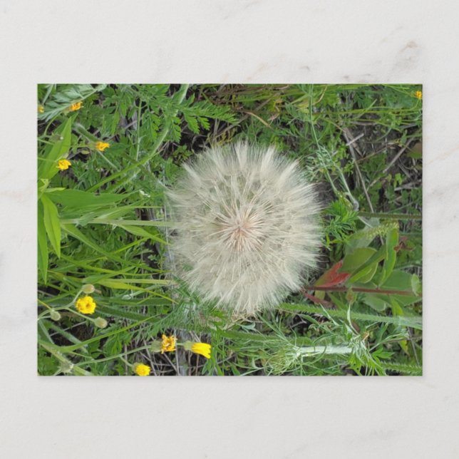 Cartão Postal Dandelion Puff (Frente)