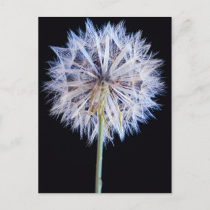 Cartão Postal Dandelion (Taraxacum Officinale) Semente