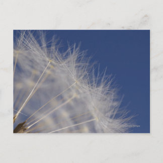 Cartão Postal Dandelions