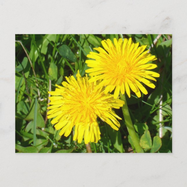 Cartão Postal Dandelions (Frente)