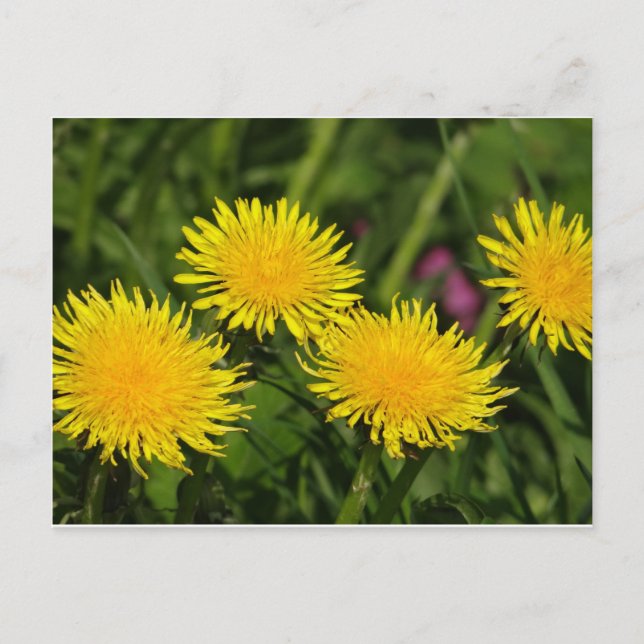 Cartão Postal Dandelions (Frente)